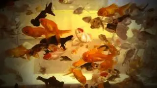 Edwin Lucchesi - Fishes