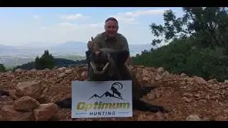 Hungarian Hunters hunting wild boar in Turkey with Optimum Hunting (Hungarian)