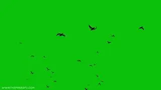 birds flying silhouette green screen video@motionbg