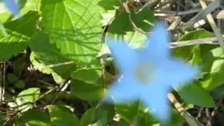 Native Bluebell--bush tucker