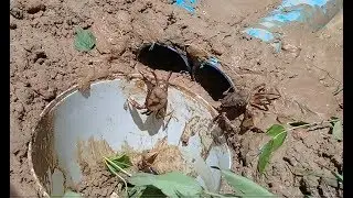 Bucket Deep Hole Trap With PVC Catch a Lot Crab by Beautiful Girl