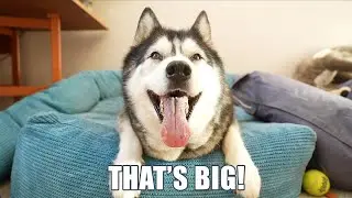 Husky Talks Excitedly About The House We Viewed!