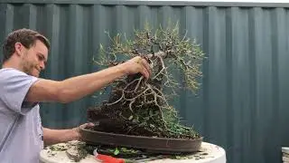 Ангкор попал в журнал Bonsai Focus и парк развлечений Epcot Disney (корень фикуса над статуей)