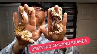 Baby Snake Tour ... Green Anaconda Eats!!!!  Breeding Snakes VLOG