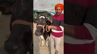 S S VIRK DAIRY FARMING⛳️🧿🐄ਸੀਮਨ (Danmark) 7th lactation milk 45+