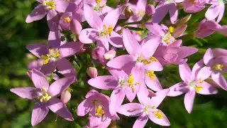 Золототысячник малый/зонтичный. Centaurium minus Moench.