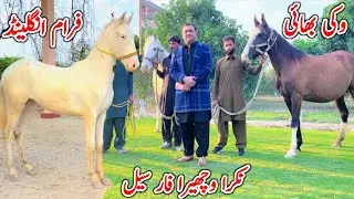 White Nukra Wachera For Sale | Desi Horse Farm | Horse For Sale | Horse Market 