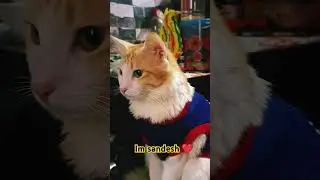 Kokhon je mach ranna hobe?😋😋#sandsh #greeting #catlover #higuys #reelsyoutubeshorts