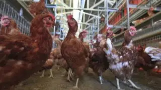 AGRI 482 Chicken Egg Production