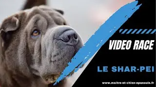 Pour redécouvrir le Shar Pei !
