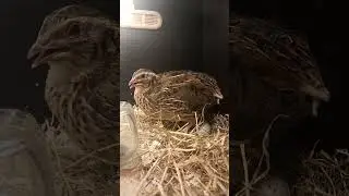 Coturnix Quail egg laying sounds! #coturnixquail