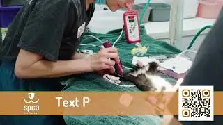 SPCA Tampa Bay Day Of Giving: Medical Care for Animals & Pets