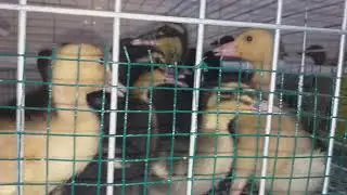 KWA MAITAJI YA VIFARANGA VYA PEKINI, MALLARD, INDIANLA, JUMBO NK. 0715477659