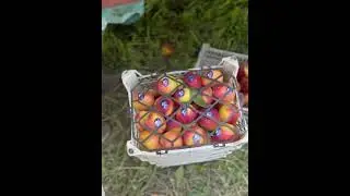 #Nectarine #Nectarines #NectarineSupplier #NectarineExport #FreshNectarine #ExportFruit #FruitExport
