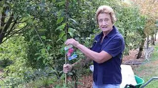 Espaliering Fruit Trees - Springvale Garden Centre