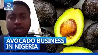 Why You Should Invest In Avocado Business | Business Incorporated