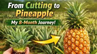 🔴🍍Жизненные уроки, полученные при выращивании ананаса дома