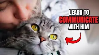 8 Secret Ways to Talk to Your Cat &ndash; Strengthen Your Bond Instantly!