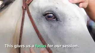 Rewarding the right behaviour of your horse
