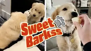 Cutest Golden Retriever Puppies Compilation - Cute puppy videos 2021