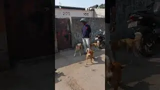 Dog life's matter( day 53)today's feeding done.