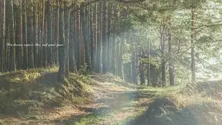 Daily Positive Affirmations 🌲✨ | Relaxing Piano & Forest Magic #calmvibes #healing #positivevibes