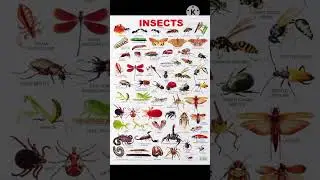 #INSECTS 🐝name🪰#AtoZ academy #name🕸️🕷️