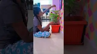 Decorating My Favorite Tree | Christmas 🎄 MiniVlog #5@R2bn Vlogs #shorts #trending #viral #minivlog