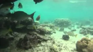 Return to Ningaloo Reef