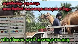 കുതിരയും ഒട്ടകവും ലോറിയിൽ കയറ്റുന്നത് കണ്ടുനോക്കു |transporting horse and cammel kerala