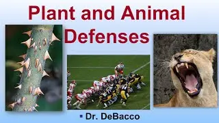 Plant and Animal Defenses