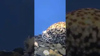 Tiger Cowrie walking