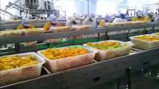 yellow peach semi auto processing line