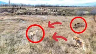 DEV DOMUZ KOŞARAK SÜRÜYE DOĞRU GELDİ DRONLA MÜDAHALE ETTİM ~TİLKİ DRONA SALDIRDI