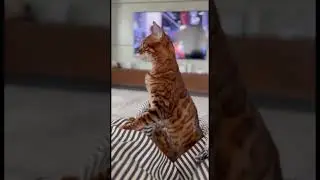Увидеть невидимое