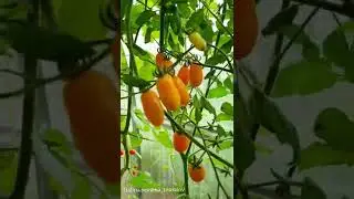 📍Обзор ЧЕРРИ - Summer Sun, Iva's Red Berry,  Финик
