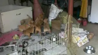 Puppy01.AVI