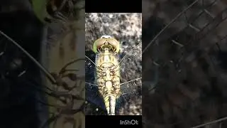 Ground skimmer( dragonfly).Music: 拾翠URL:  