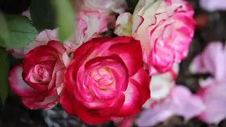 Розы первогодки, которые удивили 🌹 My first year  roses 🌹