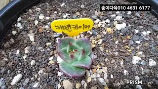 송이다육#창색금#가르시아색금 #킹스톤#신화#열애# 녹금#창금#삼광색금##힐링타임 함께해요 ♡