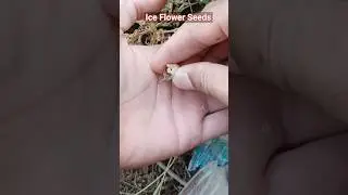 Ice Flower Seed Collecting|| #iceflower #farming #gardening #kitchengarden #garden
