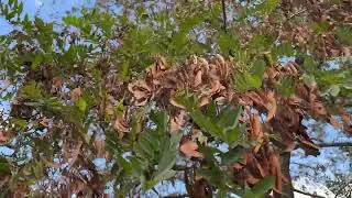 Black locust - branches, leaves & fruit / pods - October 2025