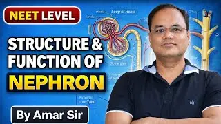 Human excretory system | Part 3 | CLASS 11 | NEET BIOLOGY | BY AMAR SIR. 