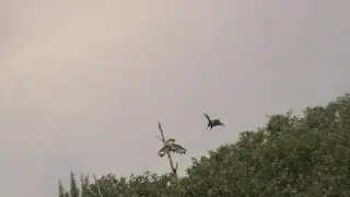 Ataque de Aguila Real a Aguila Culebrera