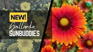 NEW: Gaillardia Sunbuddies Red & Gold