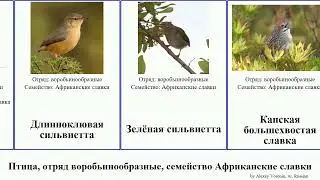 Птица, отряд воробьинообразные, семейство Африканские славки сильвиетта bird славка большехвостая