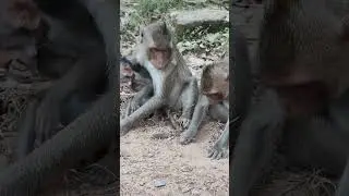Work Heard Explore #monkey #babymonkey