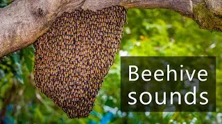 The sounds of a swarm of bees in the Amazon rainforest