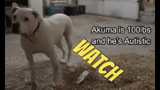 You got to be kidding an Autistic American Bulldog?. #dogs #Clugston