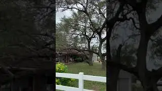 OAK TREES TRIM IN SAN ANTONIO TEXAS.